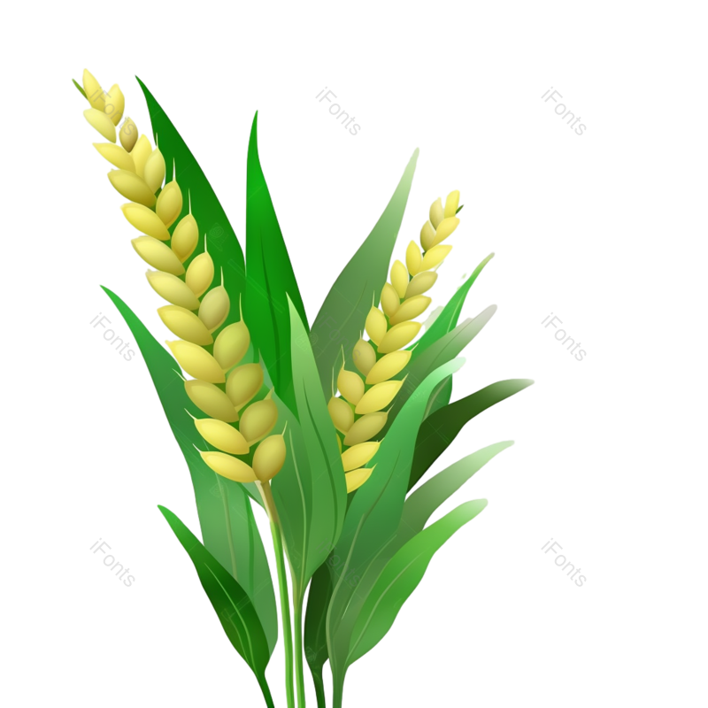 叶子图片,装饰元素,插画PNG,麦穗免抠素材